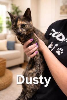 Domestic Short Hair Cats Available for Adoption in Fort Collins, Colorado - Dusty | PetCurious