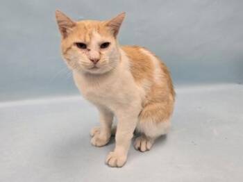 Clark -  Domestic Short Hair Cat for Adoption in Minneapolis, Minnesota - Clark | PetCurious