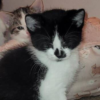 Rescue Tuxedo Cats for Adoption in Los Angeles, California - Ollie (M) | PetCurious