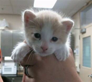 CARROT -  Domestic Short Hair Cat for Adoption in Sacramento, California - CARROT | PetCurious