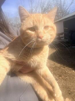 Domestic Short Hair Cats Available for Adoption - RJ 23C-0269 | PetCurious