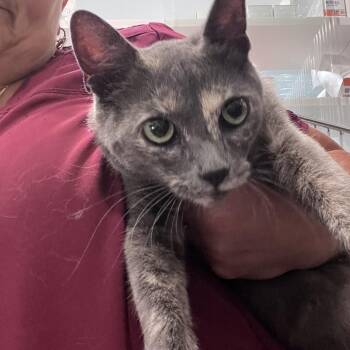 Gaia -  Domestic Short Hair Cat for Adoption in Scituate, Massachusetts - Gaia | PetCurious