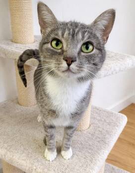 Domestic Short Hair Cats Available for Adoption in Webster, New York - Millie | PetCurious