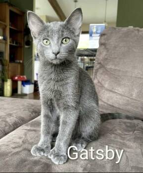 Russian Blue and Domestic Short Hair Cats Available for Adoption in Wyandotte, Michigan - Gatsby  | PetCurious