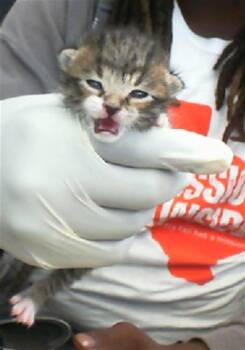 Rescue Domestic Short Hair Cats for Adoption in Dallas, Texas - JOHN | PetCurious