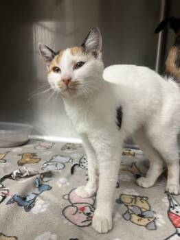 Rescue Domestic Short Hair Cats for Adoption in Tulare, California - Cricket | PetCurious