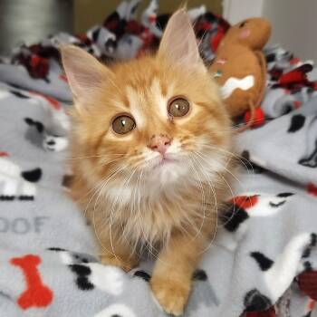 Phyllis -  Domestic Medium Hair Cat for Adoption in Marshfield, Wisconsin - Phyllis | PetCurious