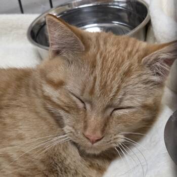 Rescue Domestic Short Hair Cats for Adoption in Branson, Missouri - Dawnie | PetCurious