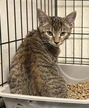 Rescue Domestic Short Hair Cats for Adoption in Anderson, Indiana - Izzie | PetCurious