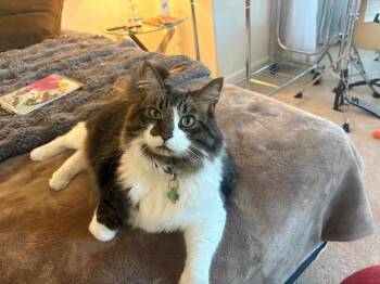 Archie -  Ragdoll Cat for Adoption in Oceanside, California - Archie | PetCurious