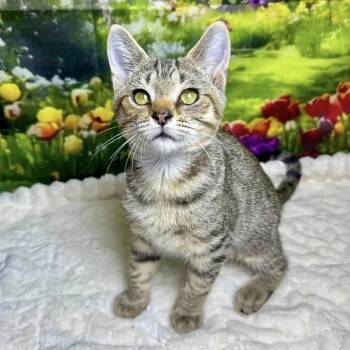 Take 5 -  Tabby and Domestic Short Hair Cat for Adoption in Greensburg, Pennsylvania - Take 5 | PetCurious