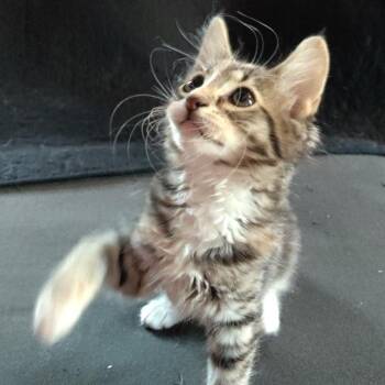 Preeka -  Domestic Medium Hair Cat for Adoption in Portage, Michigan - Preeka | PetCurious