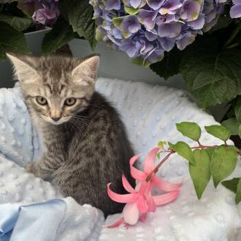 Domestic Short Hair Cats Available for Adoption in Tustin, California - Louie | PetCurious
