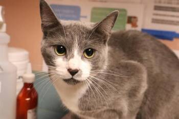 FREYA -  Domestic Short Hair Cat for Adoption in Columbia, South Carolina - FREYA | PetCurious