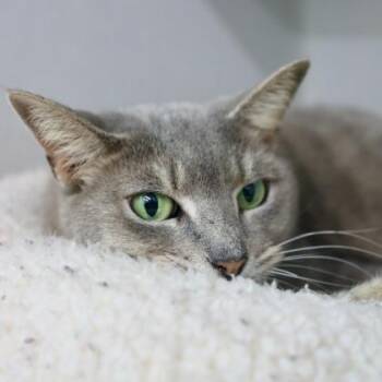 Domestic Short Hair Cats Available for Adoption in Atlanta, Georgia - Vivian | PetCurious