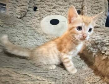 Armani -  Domestic Short Hair Cat for Adoption in Chamblee, Georgia - Armani | PetCurious