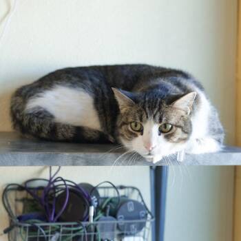 Domestic Short Hair Cats Available for Adoption - Finn | PetCurious