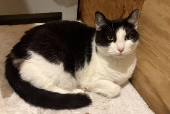 Missy -  Domestic Short Hair Cat for Adoption in Melbourne, Arkansas - Missy | PetCurious