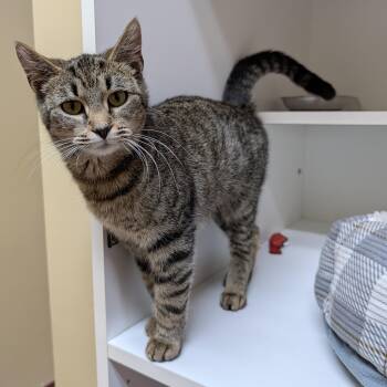 Jasmine -  Domestic Short Hair Cat for Adoption in Accident, Maryland - Jasmine | PetCurious