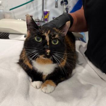 Willow -  Domestic Short Hair Cat for Adoption in Scituate, Massachusetts - Willow | PetCurious