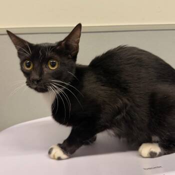 Nebula -  Domestic Short Hair Cat for Adoption in Tampa, Florida - Nebula | PetCurious