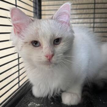 Coconut -  Domestic Medium Hair Cat for Adoption in Winchendon, Massachusetts - Coconut | PetCurious