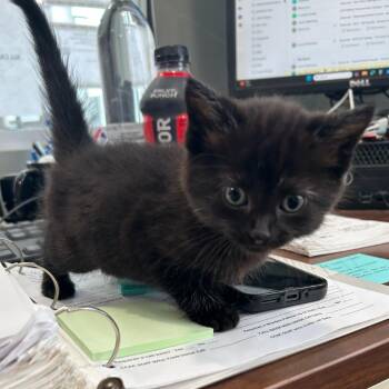 ACON-Stray-14499 -  Domestic Medium Hair Cat for Adoption in Carlyle, Illinois - ACON-Stray-14499 | PetCurious