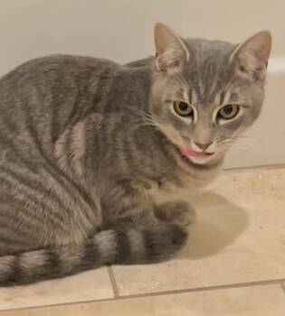 Parker (lil silver fox) -  Domestic Short Hair Cat Available for Adoption in Houston, Texas - Parker (lil Silver Fox) | PetCurious