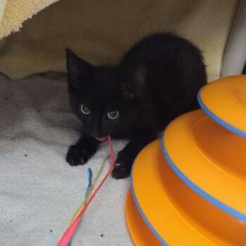 Texas Hold `em -  Domestic Short Hair Cat for Adoption in Westland, Michigan - Texas Hold `em | PetCurious
