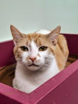 Rescue Domestic Short Hair Cats for Adoption in Batavia, Ohio - Jammie Dodger | PetCurious