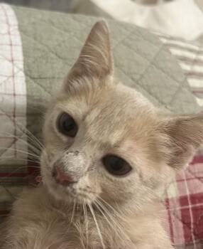Abracadabra 079 -  Domestic Short Hair Cat for Adoption in Dallas, Texas - Abracadabra 079 | PetCurious