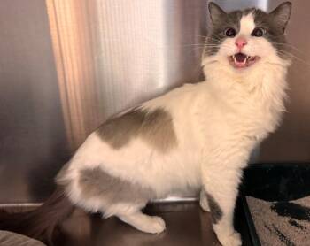 Domestic Medium Hair Cats Available for Adoption in Kenai, Alaska - Baby Girl | PetCurious