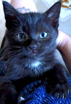 Rescue Domestic Short Hair Cats for Adoption in Rutherfordton, North Carolina - Basil | PetCurious