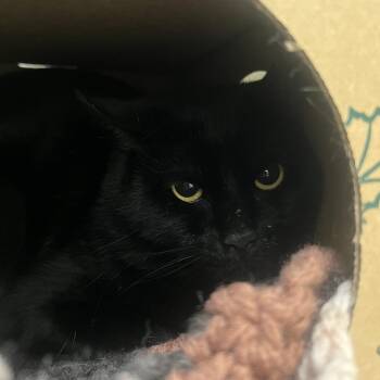 Salem -  Domestic Short Hair Cat for Adoption in Fairport, New York - Salem | PetCurious