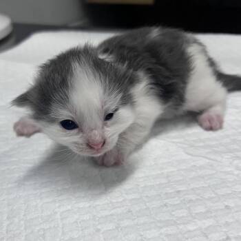 Domestic Long Hair Cats Available for Adoption in Summerville, South Carolina - Jitterbug | PetCurious