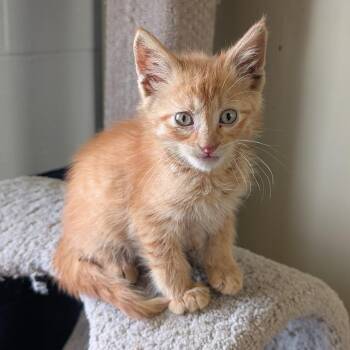 Scar -  Domestic Short Hair Cat for Adoption in Independence, Kansas - Scar | PetCurious