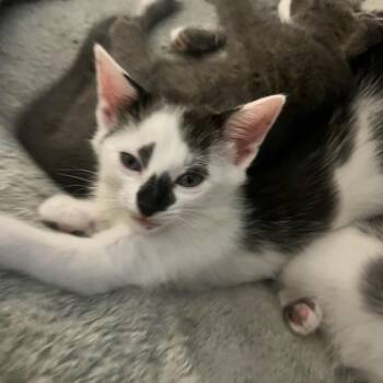 Juliet -  Domestic Short Hair Cat for Adoption in Bentonville, Arkansas - Juliet | PetCurious