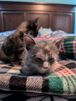 Rescue Domestic Short Hair Cats for Adoption - Samantha | PetCurious