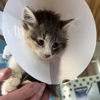 Bea -  Domestic Short Hair Cat for Adoption in Leander, Texas - Bea | PetCurious