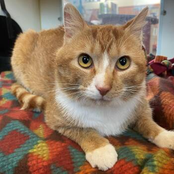 Domestic Short Hair Cats Available for Adoption - Sammy Bear | PetCurious