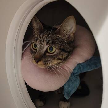 Hayride -  Domestic Short Hair Cat for Adoption in Dearborn, Michigan - Hayride | PetCurious