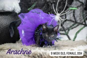 Arachne -  Domestic Short Hair Cat for Adoption in Sevierville, Tennessee - Arachne | PetCurious
