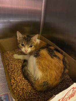 Domestic Short Hair Cats Available for Adoption - Takoyaki | PetCurious