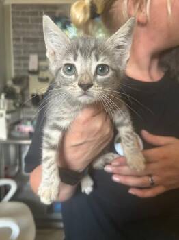 Sugar Plum -  Tabby Cat for Adoption in Chattanooga, Tennessee - Sugar Plum | PetCurious