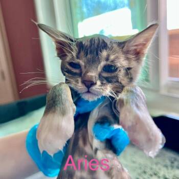 Kitten Aries -  Domestic Short Hair Cat for Adoption in Lakewood, Colorado - Kitten Aries | PetCurious