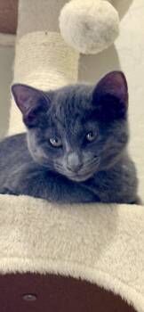 Ghost -  Domestic Short Hair Cat for Adoption in Scottsdale, Arizona - Ghost | PetCurious