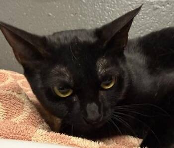 Domestic Short Hair Cats Available for Adoption in Fort Worth, Texas - Spatula | PetCurious