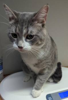 Mikey -  Domestic Short Hair Cat for Adoption in Winnipeg, Manitoba - Mikey | PetCurious
