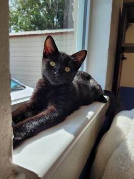 Tina -  Domestic Medium Hair Cat for Adoption in Logan, Utah - Tina | PetCurious