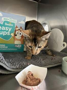 Domestic Medium Hair Cats Available for Adoption in Sugar Land, Texas - IVY | PetCurious
